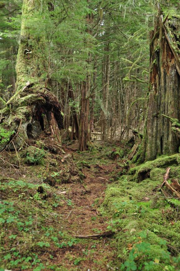 Trilha pela mata de Metlakatla, na área de Prince Rupert, na British Columbia, oeste do Canadá